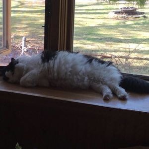 Meet your Posher, Wanda